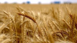 Wheat sowing up 11%, mustard 5% higher as farmers cover Rabi season’s 75% area