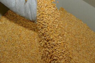 Imports, weak demand weigh on tur prices as new crop hits market