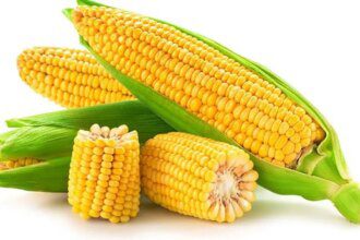 Brazil displaces India as largest exporter of corn to Bangladesh