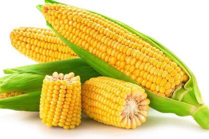Brazil displaces India as largest exporter of corn to Bangladesh