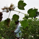 No change in Bt cottonseed MRP for 2026-27