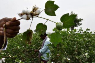 No change in Bt cottonseed MRP for 2026-27