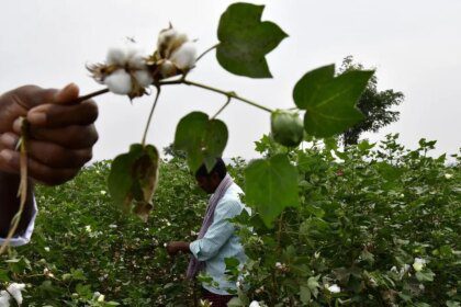 No change in Bt cottonseed MRP for 2026-27