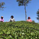 Exporters’ support lift orthodox leaf prices in Coonoor tea auctions