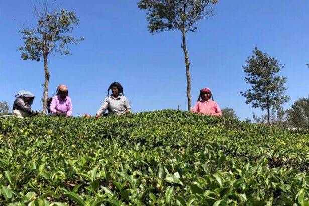 Exporters’ support lift orthodox leaf prices in Coonoor tea auctions