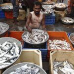 Fish waste finds new life as high-value biomedical material