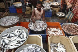 Fish waste finds new life as high-value biomedical material