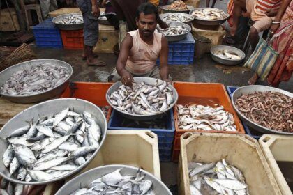Fish waste finds new life as high-value biomedical material
