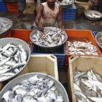 Fish waste finds new life as high-value biomedical material