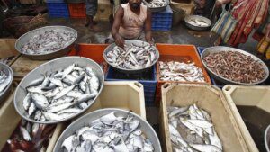 Fish waste finds new life as high-value biomedical material