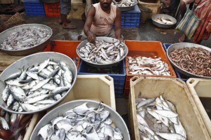 Fish waste finds new life as high-value biomedical material