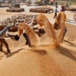 Govt ‘cautiously optimistic’ on wheat production after damage from rains, hailstorms