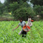 India’s urea stock at 4-year low ahead of kharif sowing season