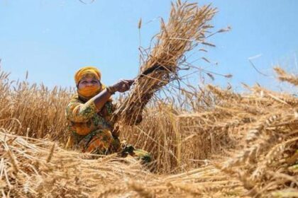 India official wheat purchase lower from yr-ago due to delayed start in MP