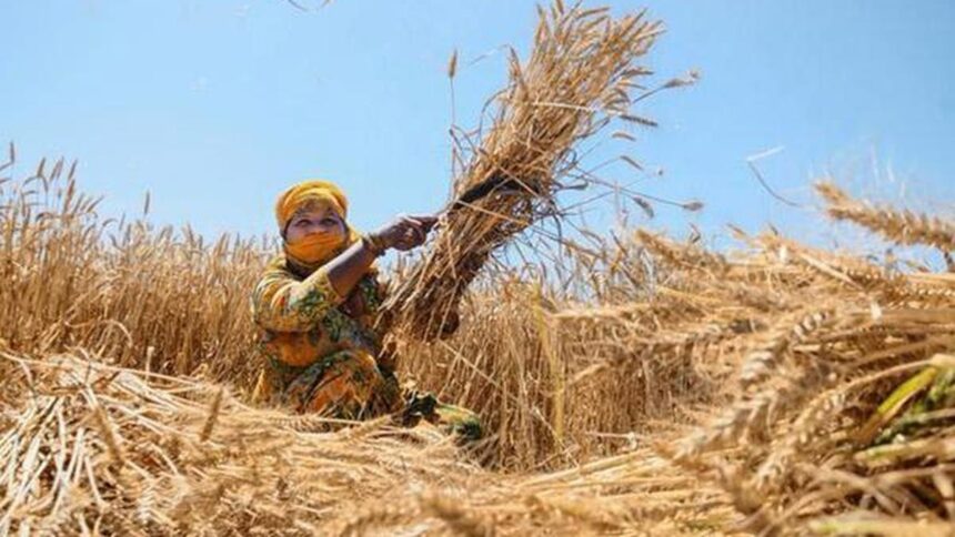 India official wheat purchase lower from yr-ago due to delayed start in MP