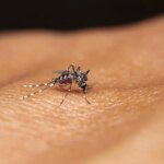 Towards a malaria-free future - The HinduBusinessLine