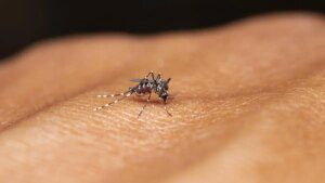 Towards a malaria-free future - The HinduBusinessLine