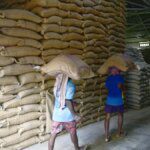 Rice exporters seek Goyal’s intervention on China GMO issue