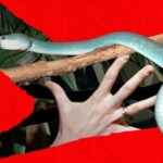 Snake Bros Keep Getting Bitten by Their Lethal Pets. Only Zoos Can Save Them