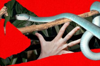Snake Bros Keep Getting Bitten by Their Lethal Pets. Only Zoos Can Save Them
