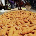 Telangana to procure 15 lakh tonne of maize
