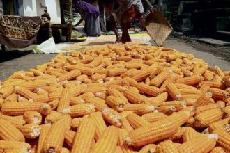 Telangana to procure 15 lakh tonne of maize