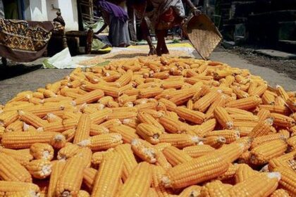 Telangana to procure 15 lakh tonne of maize