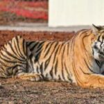 Cub, adult tiger found dead in Kanha Tiger Reserve, Balaghat; toll rises to 23 in MP