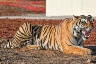 Cub, adult tiger found dead in Kanha Tiger Reserve, Balaghat; toll rises to 23 in MP