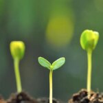 New study highlights AI’s potential to improve soil science