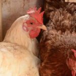 Birds in 2 more poultry farms test positive for Avian Flu