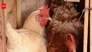 Birds in 2 more poultry farms test positive for Avian Flu