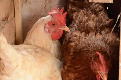 Birds in 2 more poultry farms test positive for Avian Flu