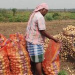 Loading of potatoes in Bengal cold storages rises 14% following bumper production