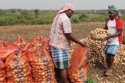 Loading of potatoes in Bengal cold storages rises 14% following bumper production