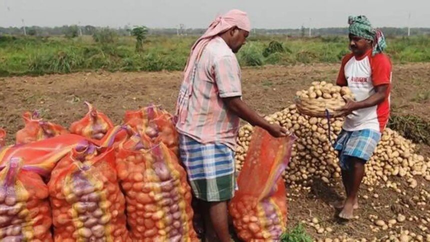 Loading of potatoes in Bengal cold storages rises 14% following bumper production