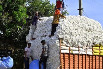 India may take middle path, unlikely to remove import duty on cotton