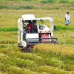 India’s area under summer crops up 3%, but paddy and moong acreage dips