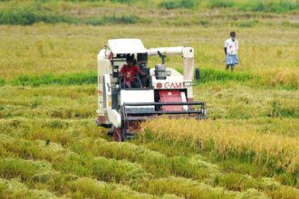 India’s area under summer crops up 3%, but paddy and moong acreage dips