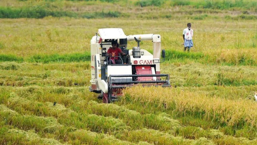 India’s area under summer crops up 3%, but paddy and moong acreage dips