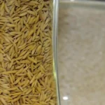 Indian govt to form panel on Punjab’s demand for denotification of hybrid paddy seeds
