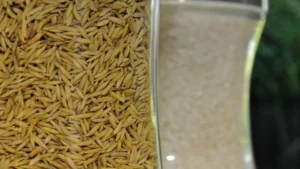 Indian govt to form panel on Punjab’s demand for denotification of hybrid paddy seeds