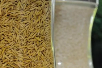 Indian govt to form panel on Punjab’s demand for denotification of hybrid paddy seeds