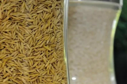 Indian govt to form panel on Punjab’s demand for denotification of hybrid paddy seeds