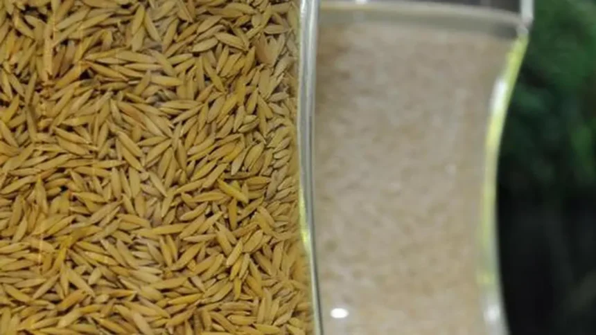 Indian govt to form panel on Punjab’s demand for denotification of hybrid paddy seeds