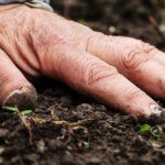 Indian govt to launch soil health awareness campaign for a fortnight from June 1