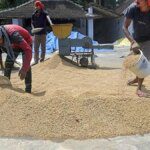 India’s rice purchase reaches near 50 million tonnes, up 6% from a year ago