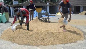 India’s rice purchase reaches near 50 million tonnes, up 6% from a year ago