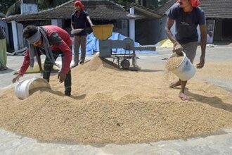 India’s rice purchase reaches near 50 million tonnes, up 6% from a year ago