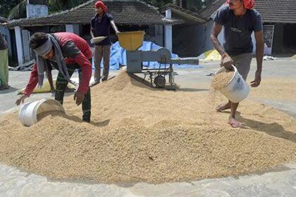 India’s rice purchase reaches near 50 million tonnes, up 6% from a year ago